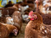 Amenaza ambiental y para la salud: demuestran la relación entre el uso de antibióticos para la cría de aves de corral y el riesgo en suelos productivos argentinos