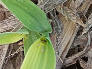 Cada 15 días actualizarán la evolución de la chicharrita en un mapa nacional
