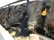 Nuevo deterioro del margen bruto de los feedlots