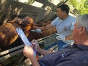 Cambio inminente: el Senasa anunció cómo será el nuevo esquema de vacunación contra la aftosa