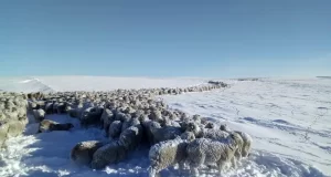 Desde San Luis llegaron los primeros camiones con alfalfa para salvar a miles de animales por la nieve en el sur