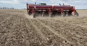 Creció 12% la superficie sembrada con trigo en San Luis