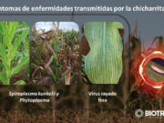 BIOTROP Argentina anuncia la aprobación de BIOKATO: Innovación en bioinsecticidas para el Control de la Chicharrita de Maíz