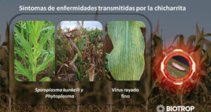 BIOTROP Argentina anuncia la aprobación de BIOKATO: Innovación en bioinsecticidas para el Control de la Chicharrita de Maíz