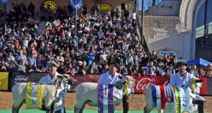 Momento histórico para la Hampshire Down: Por primera vez, los ovinos juraron en el Pista Central de Palermo