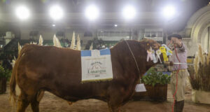Resumen de Limangus en la Expo Rural 24