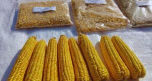 Presentan una nueva variedad de maíz amarillo, ideal para hacer harina