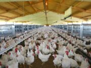 El Gobierno elimina derechos de exportación en productos agroindustriales