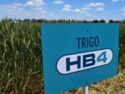Estados Unidos aprobó el trigo argentino tolerante a sequía