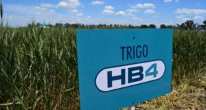 Estados Unidos aprobó el trigo argentino tolerante a sequía