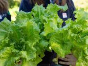 Presentan una lechuga que posee mayor cantidad de hojas