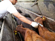 Senasa no modificará el esquema de vacunación contra la aftosa