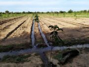 Convocan a usuarios de agua cruda a comunicar la intención de siembra primavero-estival 2024