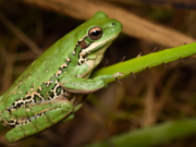 Más monocultivos, menos diversidad de sapos y ranas