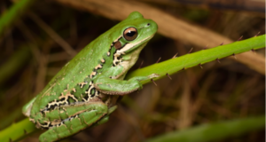 Más monocultivos, menos diversidad de sapos y ranas