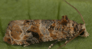 Preocupación en Cuyo: podrían faltar fondos para combatir la polilla de la vid