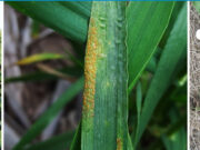 INTA Anguil organiza una Jornada de Protección Vegetal