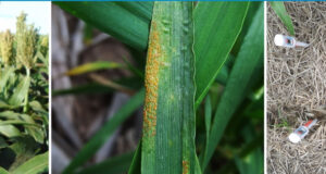 INTA Anguil organiza una Jornada de Protección Vegetal