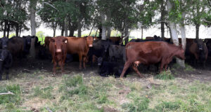 En bienestar animal, un sello de la FAUBA marca la diferencia