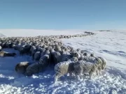Crece el descontento por el abrupto final de un fondo ovino