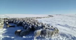 Crece el descontento por el abrupto final de un fondo ovino