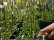 Alertan sobre las desventuras de quienes investigan sobre biología vegetal en el Sur Global