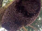 Recomendaciones ante la formación de enjambres de abejas en la vía pública o domicilios