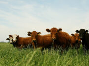 Notificación de sospechas de enfermedades de declaración obligatoria