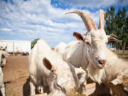 Acciones de apoyo para el desarrollo productivo de la economía regional en San Luis