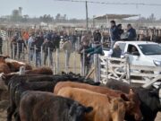 Se registra un gran atraso en los precios de la hacienda y estiman que habría una fuerte corrección cerca de fin de año