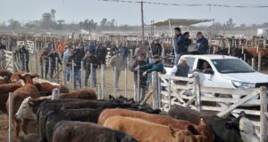 Se registra un gran atraso en los precios de la hacienda y estiman que habría una fuerte corrección cerca de fin de año