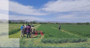 Riego y tecnologías: llega la segunda jornada dinámica en alfalfa a Quines