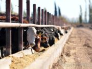 Nueva y fuerte caída del margen bruto de los feedlots