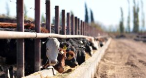 Nueva y fuerte caída del margen bruto de los feedlots