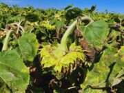 Presentan un sistema de alerta para prevenir el cancro del tallo en girasol