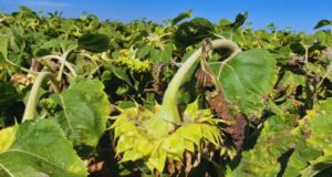 Presentan un sistema de alerta para prevenir el cancro del tallo en girasol