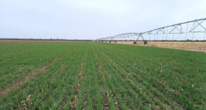 La superficie sembrada con trigo pan en San Luis supera ampliamente al promedio histórico