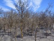 Ante un clima seco y caluroso, cómo reducir el riesgo de incendios