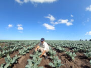 Biofortificación de alimentos para mejorar el sistema inmune