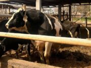 Un toro overo mató a un pequeño productor en un tambo de Villa María