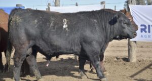 El toro de La Isabella fue el ganador de la Prueba Pastoril de Angus Centro desarrollada en Buena Esperanza