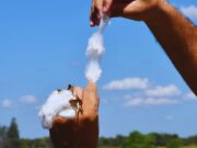 Algodón: la variedad de fibras extralargas del INTA llega a la industria textil