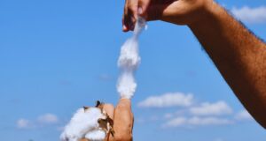 Algodón: la variedad de fibras extralargas del INTA llega a la industria textil