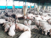 Después de cinco meses a pérdida, la producción de cerdo volvió a ser rentable