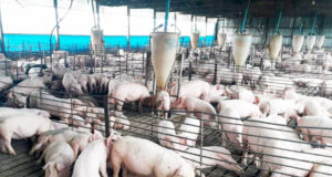 Después de cinco meses a pérdida, la producción de cerdo volvió a ser rentable