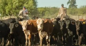El precio de la vaca repuntó y mejora la reposición de vientres