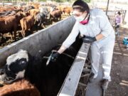 Senasa definió las fechas de vacunación antiaftósica en San Luis