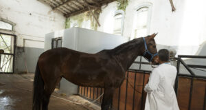 Promueven estrategias de vacunación y control de encefalomielitis equina en San Luis
