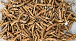 Un equipo del CONICET desarrolló una línea de soja con potencial para incrementar el rinde del cultivo
