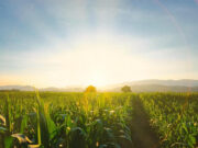 Los productos biológicos tienen un rol destacado frente a la chicharrita